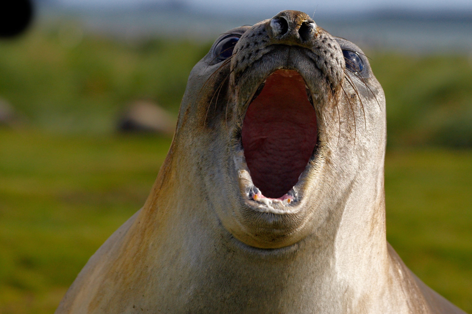 Seeelefant